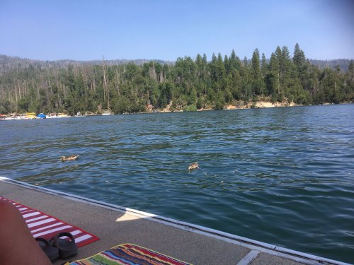 ducks